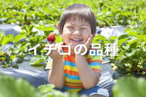 おいしいいちご品種の選び方：糖酸比が高いおすすめ品種を紹介