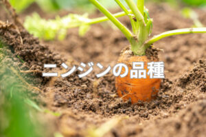 ニンジン品種一覧｜甘くて人気の定番品種&最新おすすめ品種