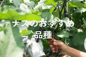 ナスのおすすめ品種は？特徴や栽培のポイントを詳しく解説