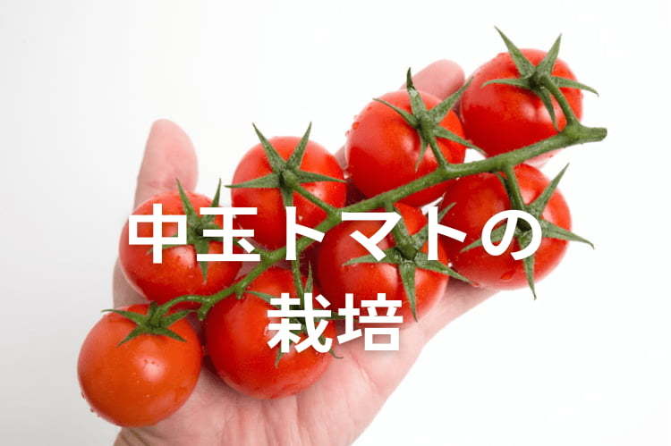 中玉トマト栽培を成功させるには？品種・管理の重要ポイント