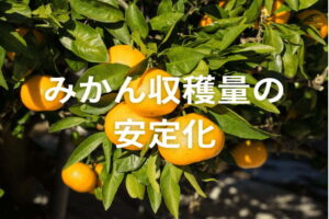 みかんの収穫量が減少する原因とは？安定生産のための対策を解説