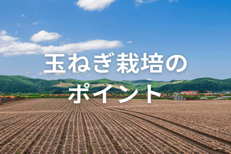 玉ねぎ栽培で収益性を高める！適切な管理と病害対策のポイント