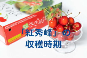「紅秀峰」の収穫時期はいつ？高品質なさくらんぼを収穫するためのコツ