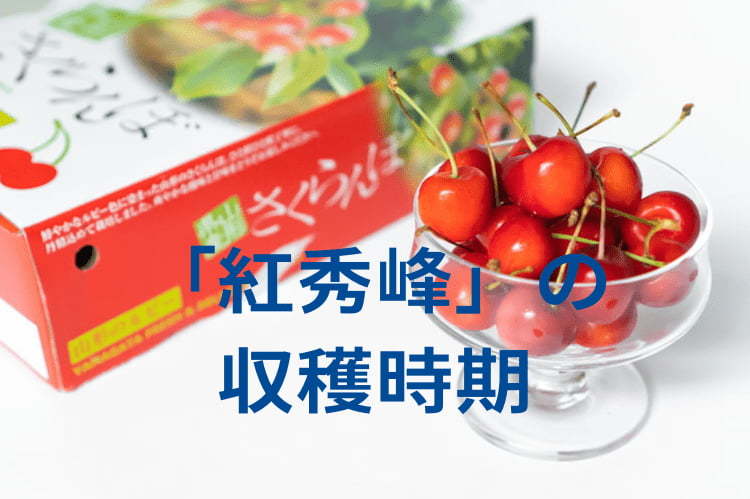 「紅秀峰」の収穫時期はいつ？高品質なさくらんぼを収穫するためのコツ