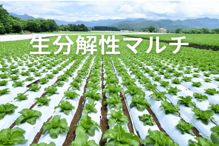「生分解マルチ」で廃プラ削減！コストや管理の手間はどう変わる？