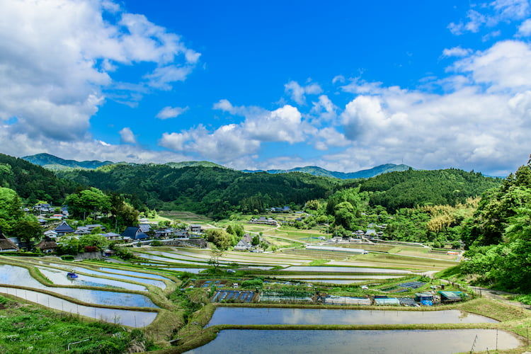 【大阪府の農業】有名な農産物や特徴、課題は？ 就農前の基礎知識