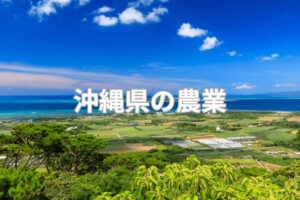「沖縄で農業」ってどう？ 県の特徴・課題と、活用できる補助制度