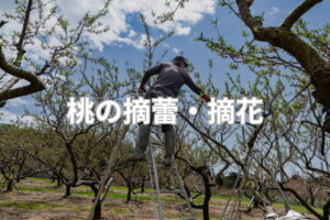桃の摘蕾・摘花方法は？ 結実確保のための実施時期と作業手順