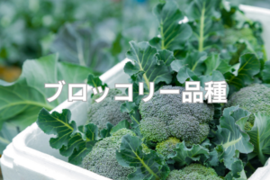 ブロッコリーの主な品種は？栽培地別おすすめ品種一覧