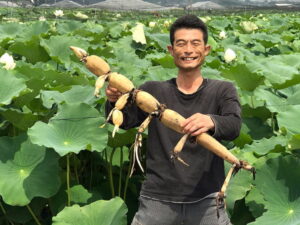れんこんで年商1億円！山口farmの成功に学ぶ農業ブランド化の秘訣【農業経営ダイジェスト】
