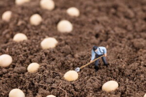 大豆の自給率はなぜ低い？ 日本の大豆生産量を増やすために農家ができる3つの工夫
