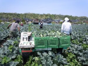 石川県で米からブロッコリーへ転作、期間借地契約とスマート農業で栽培面積を拡大【農業経営ダイジェスト】