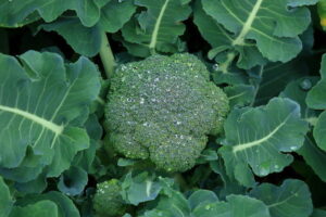 ブロッコリー栽培の天敵！菌核病の早期発見と防除方法を解説【農業経営ダイジェスト】