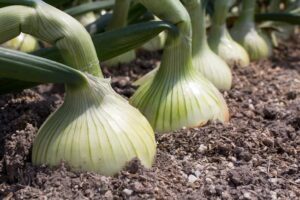 玉ねぎ栽培の病害虫リスクを最小限に！早期発見と予防の徹底方法【農業経営ダイジェスト】