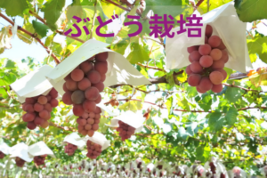 【ブドウの育て方】基本の栽培管理方法とおすすめ品種を解説