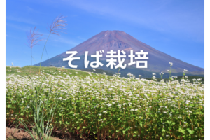 そば栽培｜やせた土地も可能？儲かる農家の栽培マニュアル
