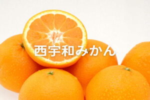 西宇和みかんの甘さの秘密『3つの太陽』とは？