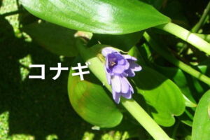 コナギに有効な除草剤は？稲作にもたらす被害と雑草対策