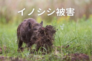 イノシシ被害を徹底防止！効果的な防護柵と最新技術を紹介