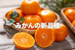 【2024】みかんの新品種情報一覧！ おいしくて人気の種類は？