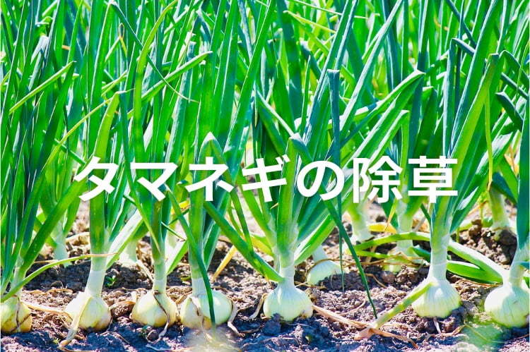玉ねぎ除草の実践ガイド｜体系防除の基本を解説