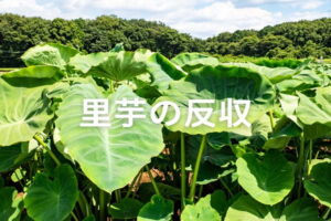 里芋栽培で収益アップ！全国の平均反収(1,370kg)を超える栽培方法