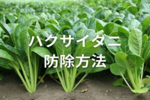 【ハクサイダニの防除方法】有効な農薬は？原因と対策を解説