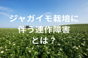 ジャガイモ（馬鈴薯）の連作障害とは？原因・症状・対策と輪作のポイントを解説