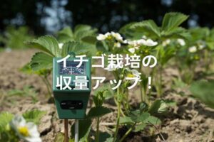 【イチゴ栽培】pHとECの適性値は？ 高い・低いときの調整方法