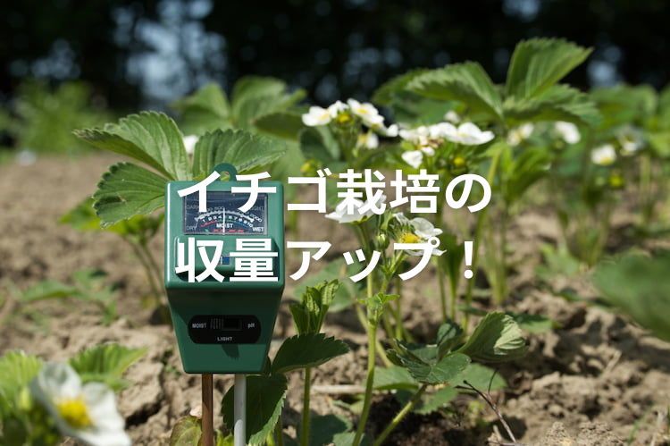 【イチゴ栽培】pHとECの適性値は？ 高い・低いときの調整方法