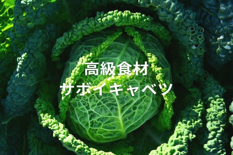 高級食材「サボイキャベツ（チリメンキャベツ）」の栽培方法や特徴・魅力を紹介