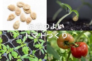 【トマトの播種】種まき時期や発芽のポイント、最適な育苗管理方法は？