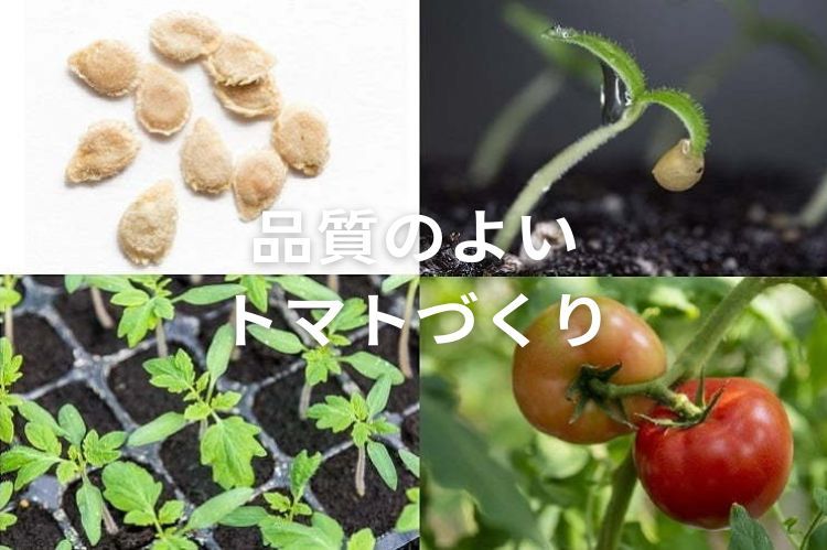 【トマトの播種】種まき時期や発芽のポイント、最適な育苗管理方法は？