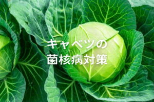 キャベツの菌核病対策！被害を最小限に抑えるポイントとは？