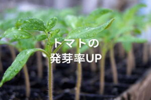 トマトに適した発芽温度は？発芽率を上げるコツと上手な栽培管理方法