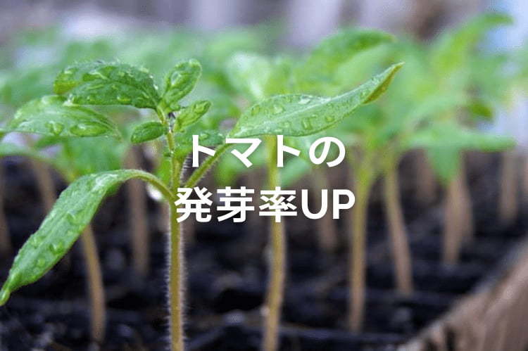トマトに適した発芽温度は？発芽率を上げるコツと上手な栽培管理方法