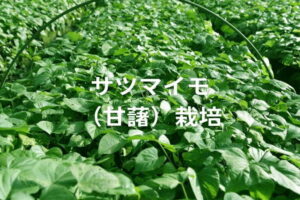 【サツマイモ（甘藷）の育苗】栽培期間で重要な育苗温度と管理方法を解説