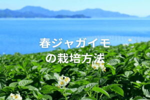 春ジャガイモの栽培方法｜植え付け・収穫時期と品種の選び方