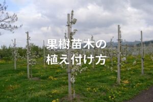 果樹苗木の植え付け方｜時期や間隔＆結実に向けた栽培のポイント