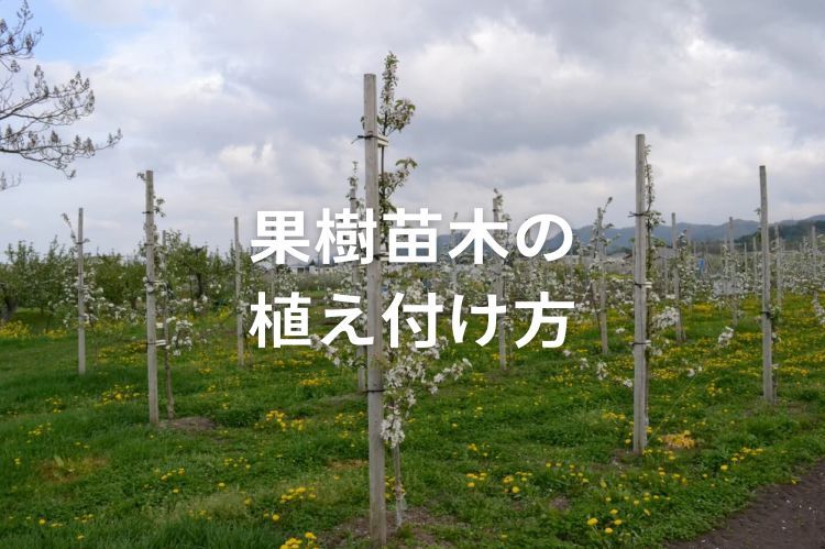 果樹苗木の植え付け方｜時期や間隔＆結実に向けた栽培のポイント