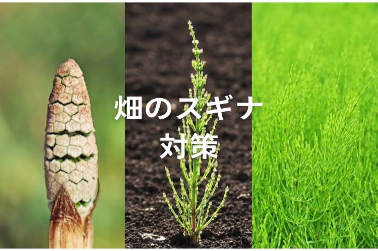 スギナの駆除方法は？効果的な防除対策とおすすめの除草剤