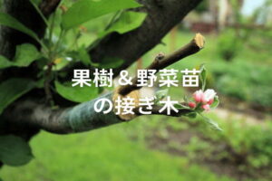 【果樹＆野菜苗】接ぎ木の仕方と種類を一覧解説！ 成功率UPのポイントは？