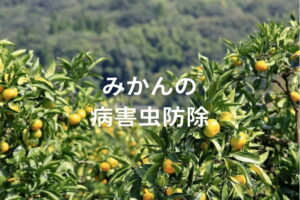 【みかんの農薬】病害別のおすすめ農薬と散布時期を解説