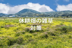 休耕畑の雑草対策！作業負担を軽減しながら地力を維持する除草のコツ