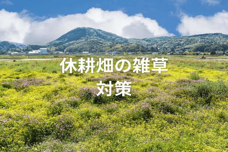 休耕畑の雑草対策！作業負担を軽減しながら地力を維持する除草のコツ