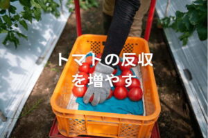 トマトの平均反収は？ 10a当たり収量・収益の目安と、多収をめざす栽培術