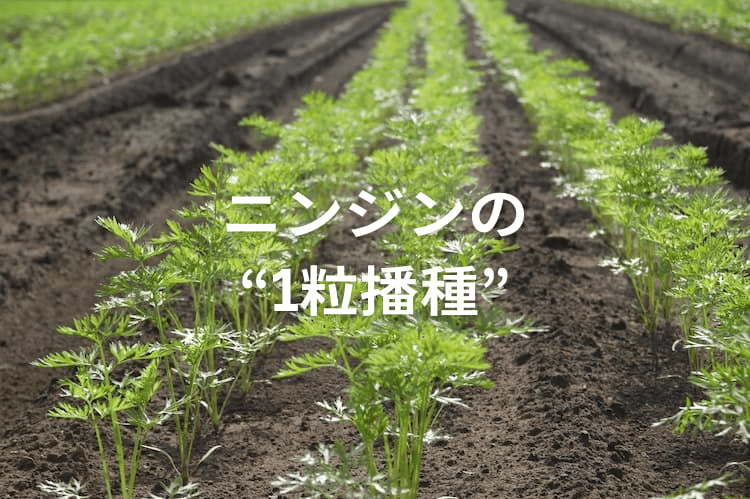 ニンジンの“1粒播種”で間引きを省力化！ 収量も確保する効率栽培のコツ