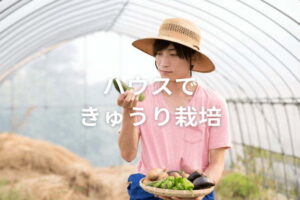 【施設栽培】ハウスできゅうり栽培！促成栽培・抑制栽培の時期やポイント