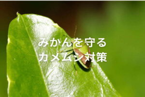 みかんのカメムシ対策！果樹カメムシ類の生態と農薬防除のポイント