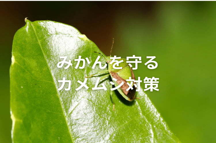 みかんのカメムシ対策！果樹カメムシ類の生態と農薬防除のポイント